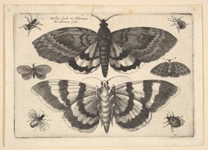 To møl og seks insekter, 1645. af Wenceslaus Hollar