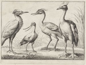 Fire vadefugle Forskellige fugle (serietitel) af Wenceslaus Hollar