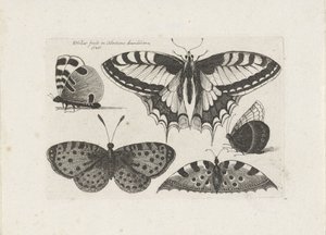 Fem sommerfugle Insekter (serietitel) Muscarum Scarabeorum (serietitel) af Wenceslaus Hollar