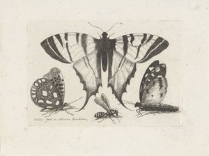 Sommerfugle og en hveps Insekter (serietitel) Muscarum Scarabeorum (serietitel) af Wenceslaus Hollar