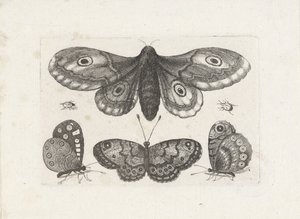 Sommerfugle, biller og en møl Insekter (serietitel) Muscarum Scarabeorum (serietitel) af Wenceslaus Hollar