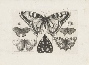 Sommerfugle, biller og en møl Insekter (serietitel) Muscarum Scarabeorum (serietitel) af Wenceslaus Hollar