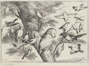 Fugle i et træ Forskellige fugle (serietitel) af Wenceslaus Hollar
