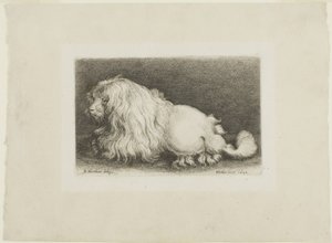 Hvid hund af Wenceslaus Hollar