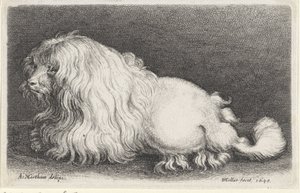 Hvid hund af Wenceslaus Hollar