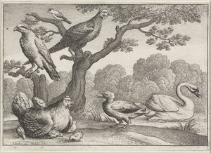 Svane, kylling med kyllinger og andre fugle Forskellige fugle (serietitel) af Wenceslaus Hollar