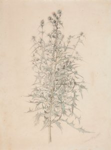Tidsel