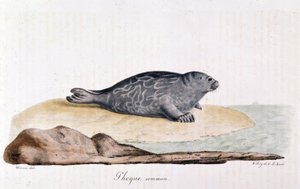 Segl commum - tegning af Werner af Werner Werner