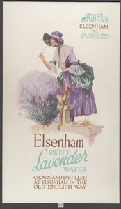 Elsenham Lavender, 1920