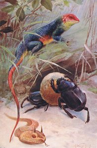 En Gama, Horned Viper og Sacred Beetle, illustration fra Wildlife of the World, ca. 1910 af Wilhelm Kuhnert