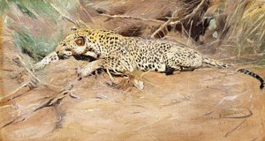 en leopard, af Wilhelm Kuhnert