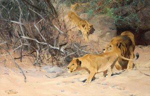 En Pride of Lions on the Prowl