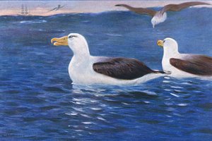 Albatros, illustration fra Wildlife of the World, ca. 1910