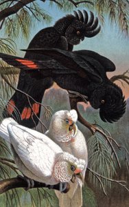 Banksin kakadu, n. 1910 (kuva) af Wilhelm Kuhnert