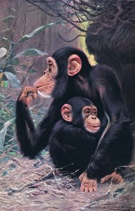 Chimpanse, illustration fra Wildlife of the World, ca. 1910 af Wilhelm Kuhnert
