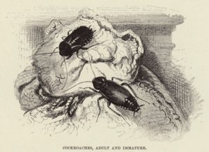 Kakerlakker, voksne og umodne af Wilhelm Kuhnert