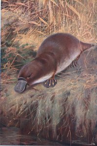 Andenæb, illustration fra Wildlife of the World, ca. 1910 af Wilhelm Kuhnert