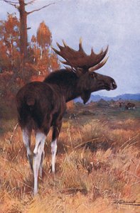 Elk or Moose, fra Wildlife of the World udgivet af Frederick Warne & Co, ca. 1900 af Wilhelm Kuhnert