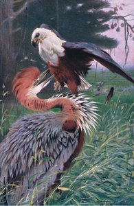 Kæmpehejre og havørn, illustration fra Wildlife of the World, ca.1910 af Wilhelm Kuhnert