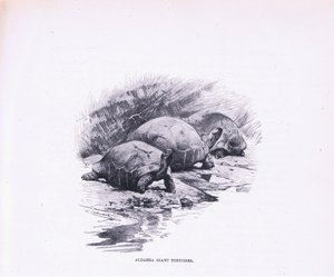 Kæmpeskildpadder, illustration fra Wildlife of the World, ca.1910 af Wilhelm Kuhnert