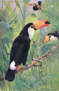 Giant Toucan, fra Wildlife of the World udgivet af Frederick Warne & Co, ca. 1900
