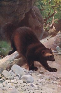 Glutton or Wolverine, fra Wildlife of the World udgivet af Frederick Warne & Co, ca. 1900 af Wilhelm Kuhnert