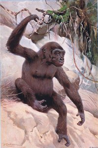 Gorilla, illustration fra Wildlife of the World, c.1910 af Wilhelm Kuhnert