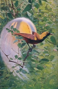 Great Bird of Paradise, illustration fra Wildlife of the World, c.1910