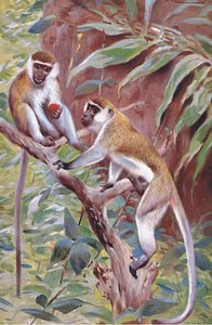 Green Monkey, illustration fra Wildlife of the World, c.1910 af Wilhelm Kuhnert
