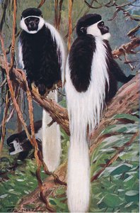 Guereza, illustration fra Wildlife of the World, ca. 1910
