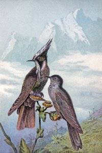 Hummingbird maske, ca. 1910 (illustration) af Wilhelm Kuhnert