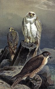 Jagtfalk, ca. 1910 (illustration) af Wilhelm Kuhnert