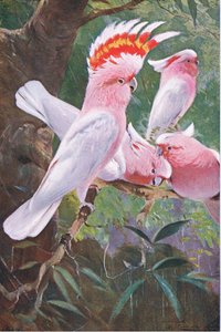 Leadbeaters Cockatoo, illustration fra Wildlife of the World, ca. 1910