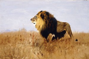 Løve ser efter bytte, af Wilhelm Kuhnert