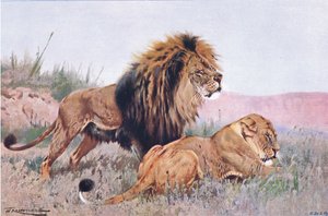 Lion and Lioness, illustration fra Wildlife of the World, c.1910