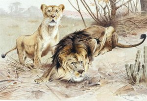 Løve, tallerken fra "Brehms Tierleben: Allgemeine Kunde des Tierreichs", bind 1, s.453, udgivet af Bibliographisches Institut af Wilhelm Kuhnert