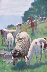 Llama, fra Wildlife of the World udgivet af Frederick Warne & Co, ca. 1900 af Wilhelm Kuhnert
