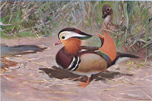 Mandarin Duck, fra Wildlife of the World udgivet af Frederick Warne & Co, ca. 1900