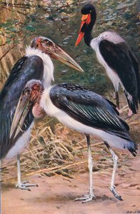 Marabou og Jabiru, illustration fra Wildlife of the World, ca. 1910