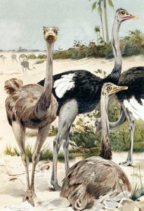 Struds, tallerken fra "Brehms Tierleben: Allgemeine Kunde des Tierreichs", bind 6, s.691, udgivet af Bibliographisches Institut af Wilhelm Kuhnert