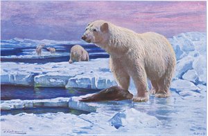 Isbjørn, fra Wildlife of the World udgivet af Frederick Warne & Co, ca. 1900 af Wilhelm Kuhnert