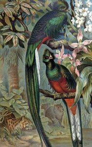 Quetzal strålende, ca. 1910 (illustration) af Wilhelm Kuhnert