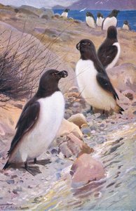 Razorbill, fra Wildlife of the World udgivet af Frederick Warne & Co, ca. 1900