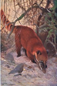 Red Coati, fra Wildlife of the World udgivet af Frederick Warne & Co, ca. 1900 af Wilhelm Kuhnert