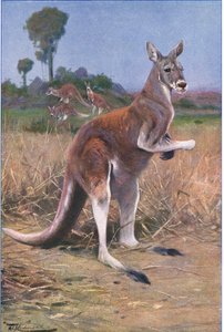 Rød kænguru, illustration fra Wildlife of the World, c.1910 af Wilhelm Kuhnert