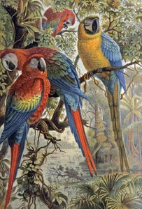 Punaiset papukaijat, n. 1910 (kuva) af Wilhelm Kuhnert