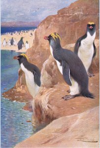 Rock Penguin, illustration fra Wildlife of the World, c.1910 af Wilhelm Kuhnert