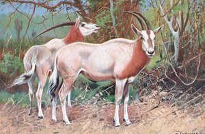 Sable Antilope, illustration fra Wildlife of the World, ca. 1910 af Wilhelm Kuhnert