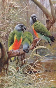 Senegal papegøje, illustration fra Wildlife of the World, c.1910 af Wilhelm Kuhnert