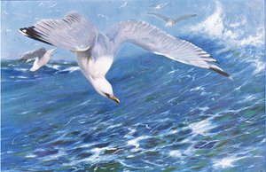 Silver Gull, fra Wildlife of the World udgivet af Frederick Warne & Co, ca. 1900